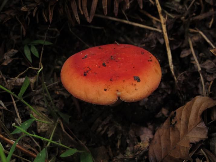 的致命鹅膏就为剧毒种类;   而鸡油菌和红菇等一些颜色鲜艳的种类却是