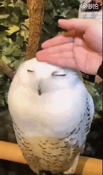 猫头鹰咖啡馆可爱的背后,是人类无法想象的残酷.