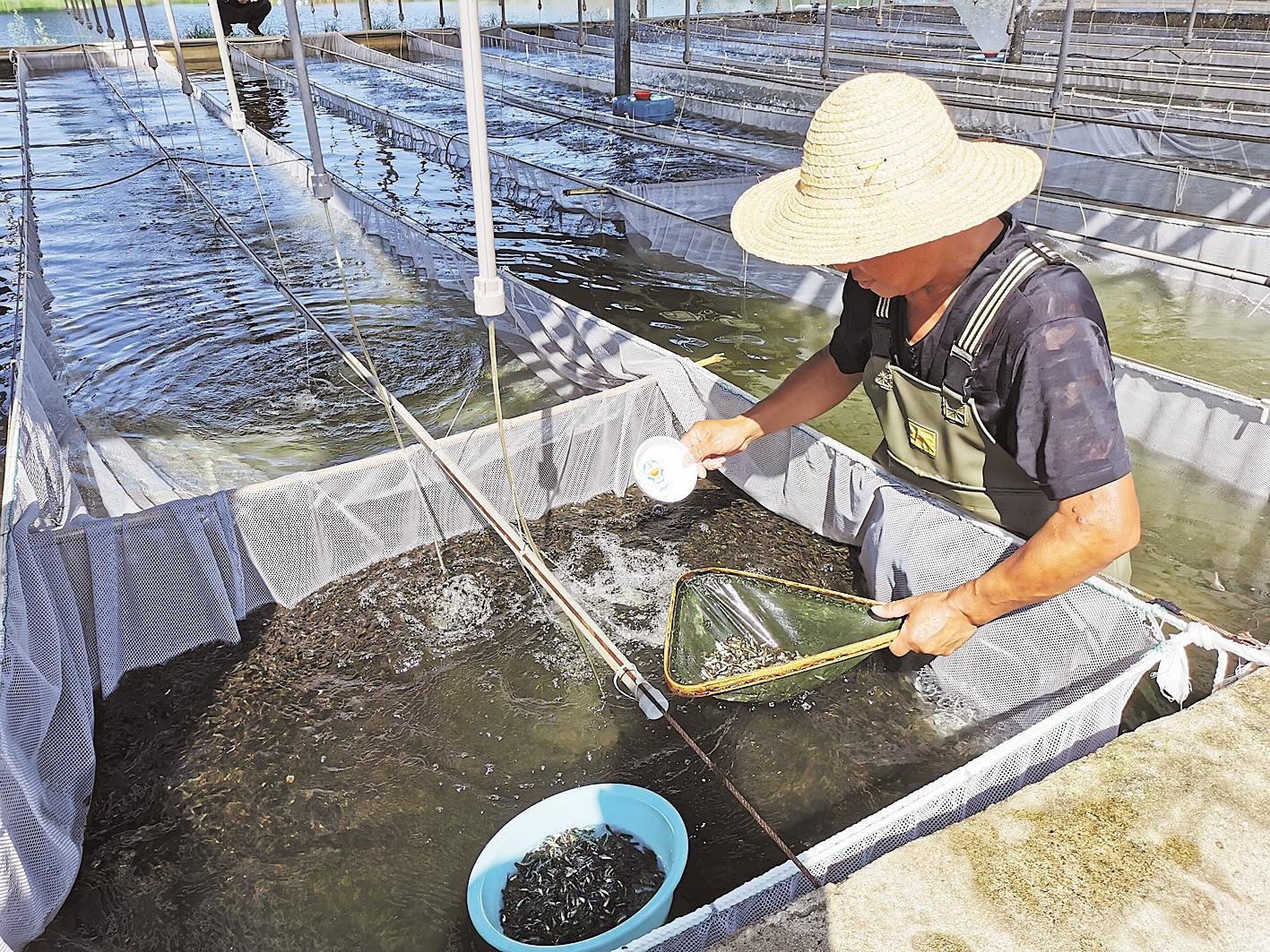 渔民自救忙 洪湖免费发放鱼苗 鼓励养殖户抗灾赶本