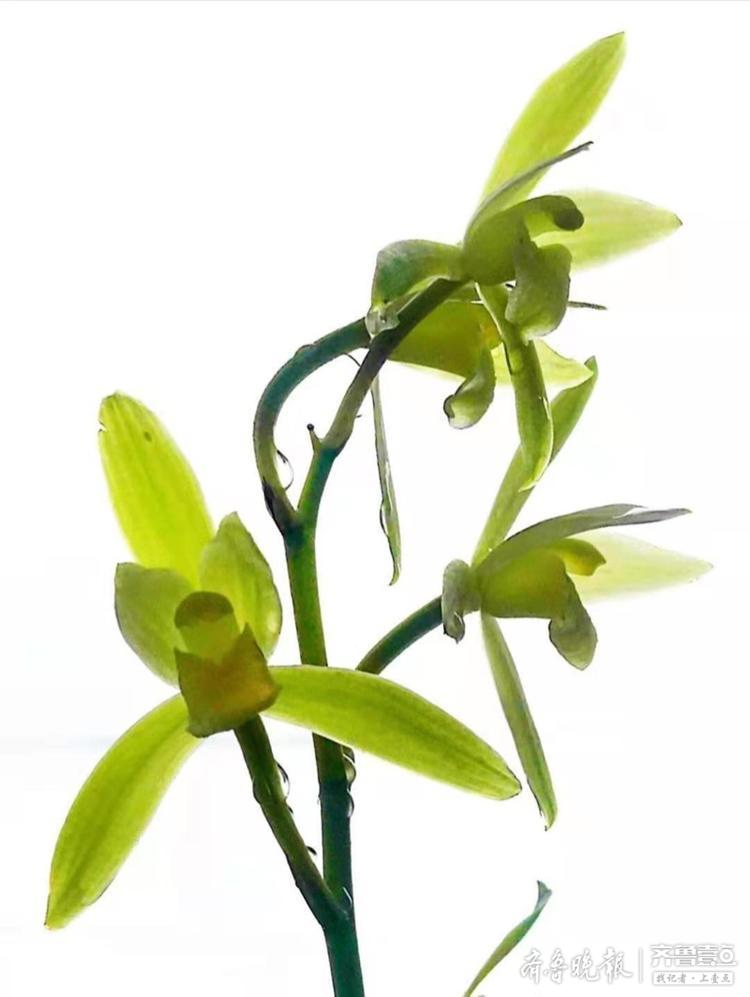 花香之王幽兰,满院散发阵阵清香