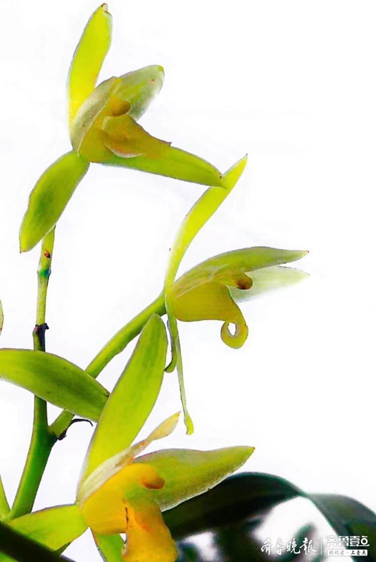 花香之王幽兰,满院散发阵阵清香