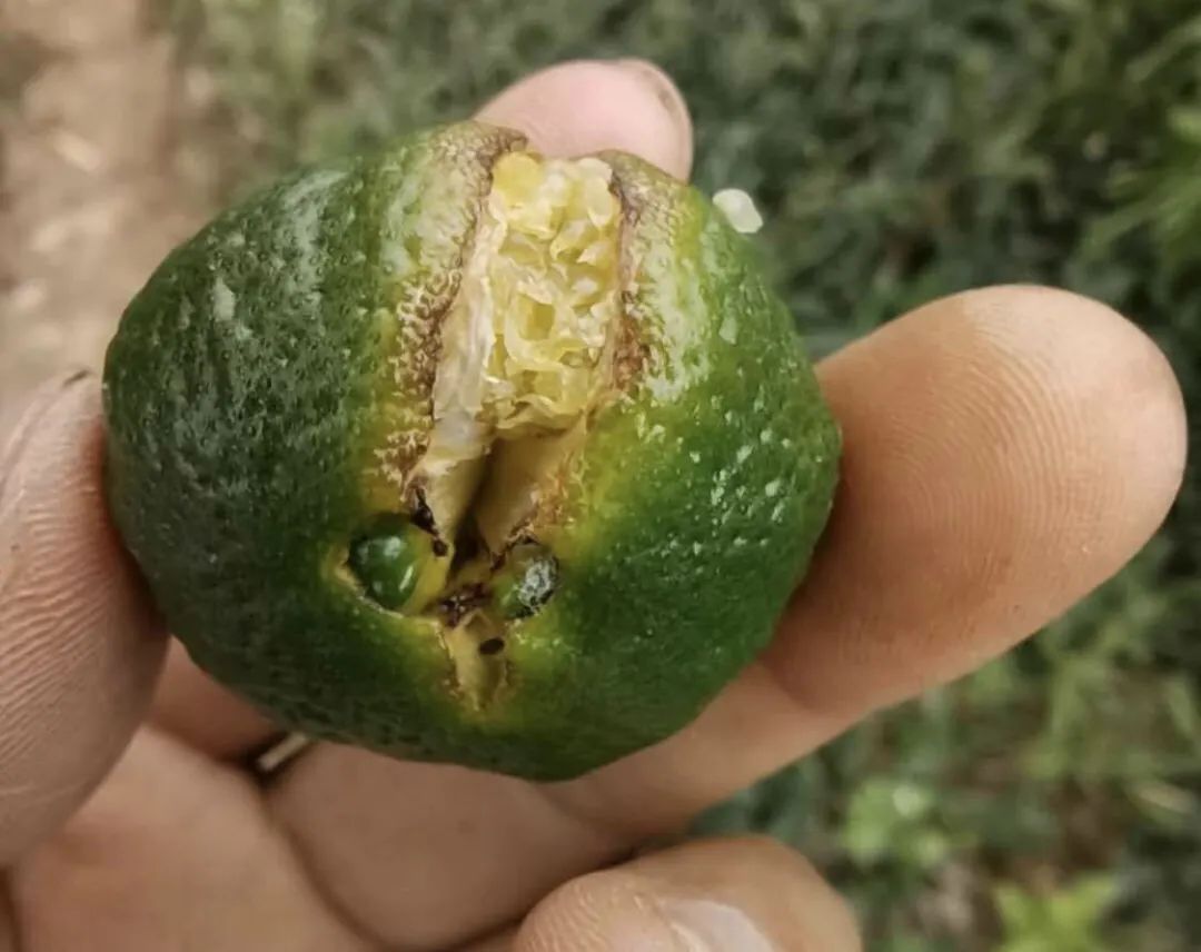 锈壁虱,开裂,缺镁?柑橘最近问题有点多!