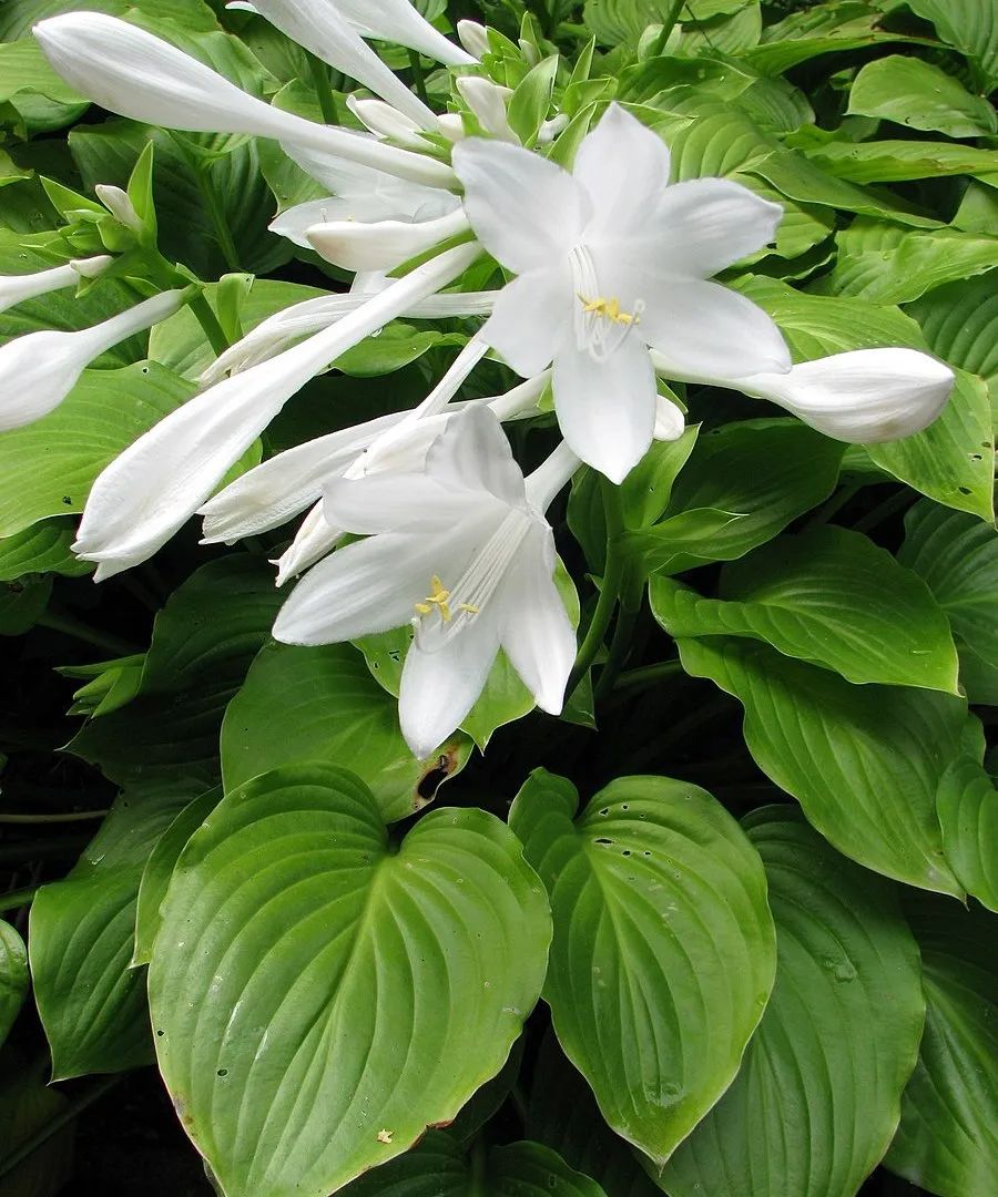 少年啊,你掉的痒痒挠是这个白色的,还是这个紫色的?