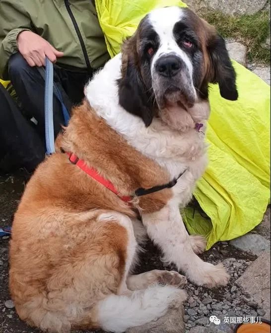 在英国从山上救条大狗子要多少人 16个人5小时硬是给抬下来了 圣伯纳犬 新浪新闻