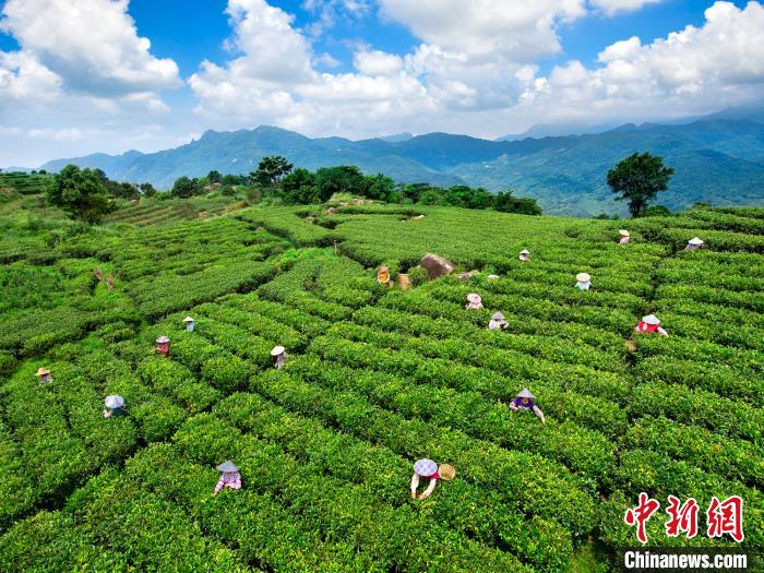 广东阳江投入57.7亿元创建国家森林城市