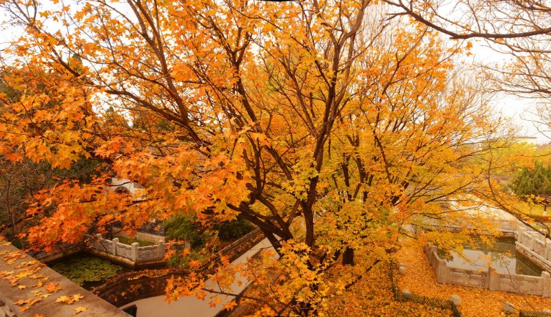 青州十景|佳山偶园，品味“江北名园”的百年古韵