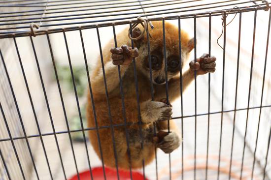 蜂猴是国家一级野生保护动物,十分珍贵,如发现受伤的蜂猴或幼崽,请第