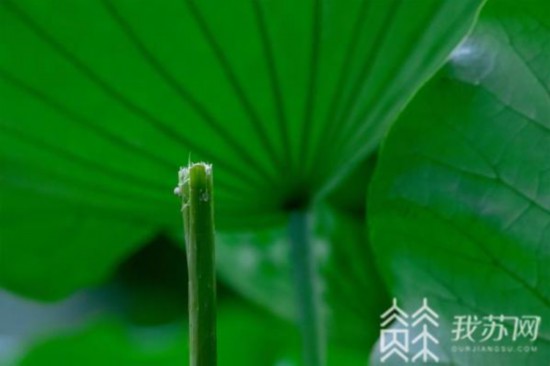 心疼！南京玄武湖并蒂莲被外地游客摘下来了