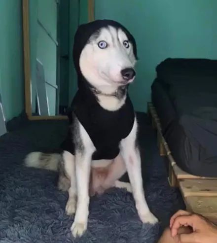 男子晒出自家哈士奇,可网友看到狗子的长相后全笑喷了,太沙雕!