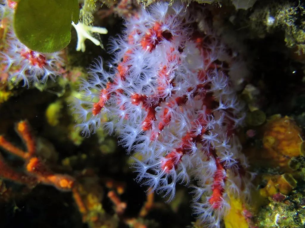 红珊瑚-非法贸易野生动物与制品鉴别-图片