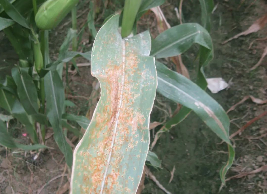 玉米叶部常见病害合集高清图谱药剂推荐