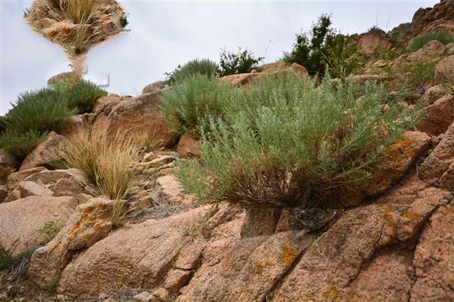 别名骆驼蒿,乌拉-音-沙巴嗄(蒙名).
