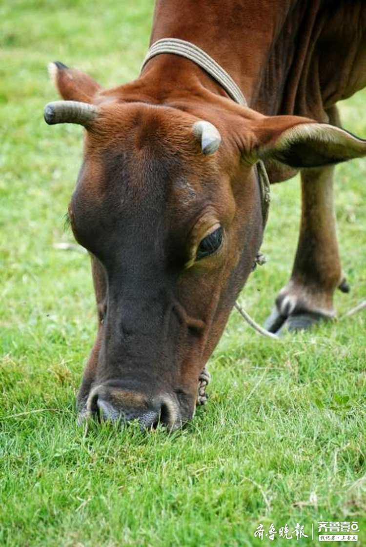 草地上老牛带着小牛悠闲地吃草