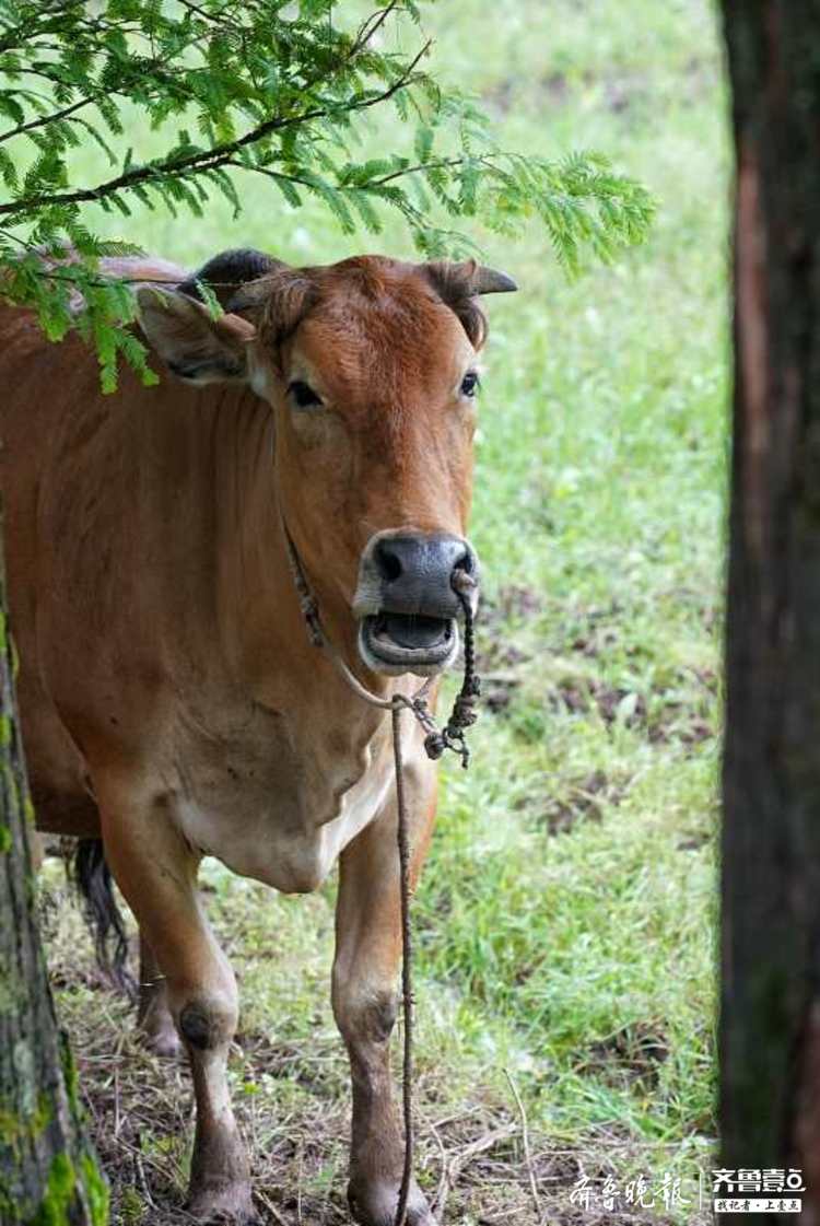 草地上老牛带着小牛悠闲地吃草