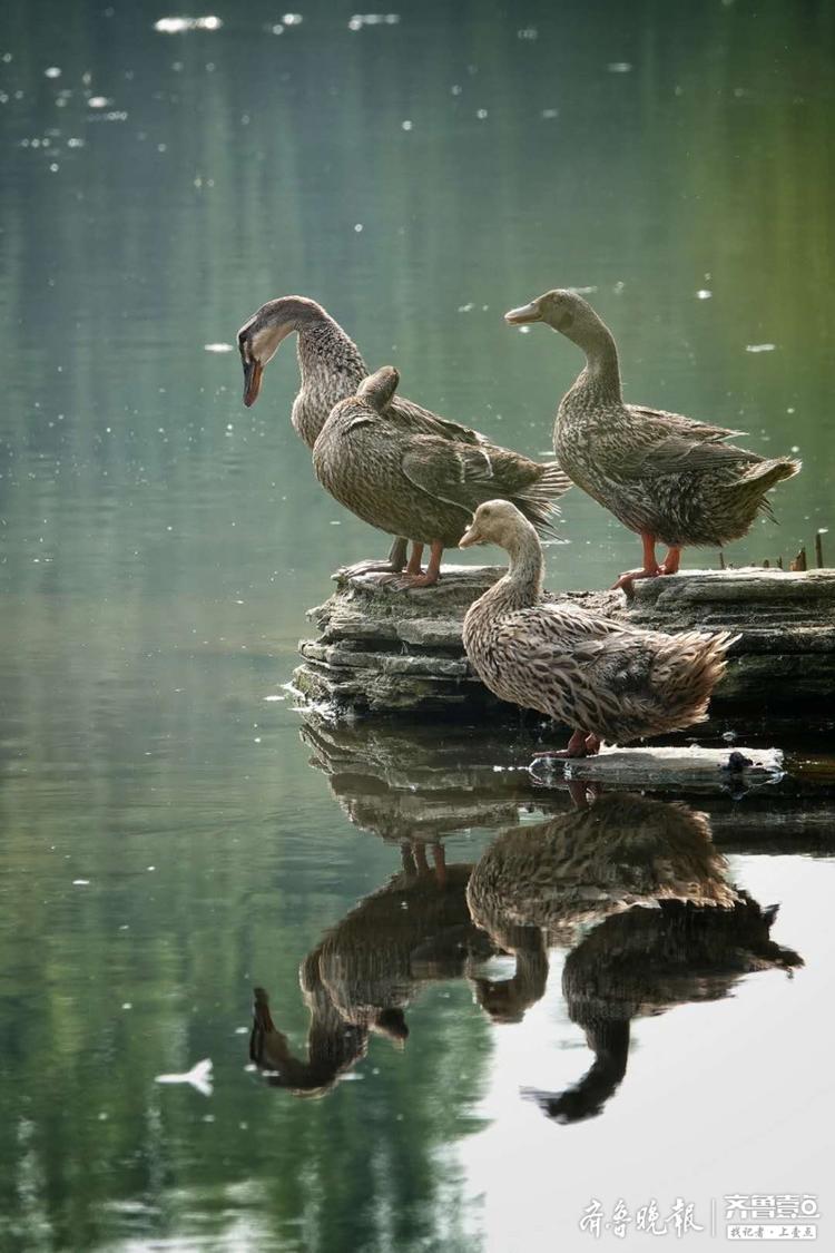 小区池塘内几只鸭子在沐浴晨光