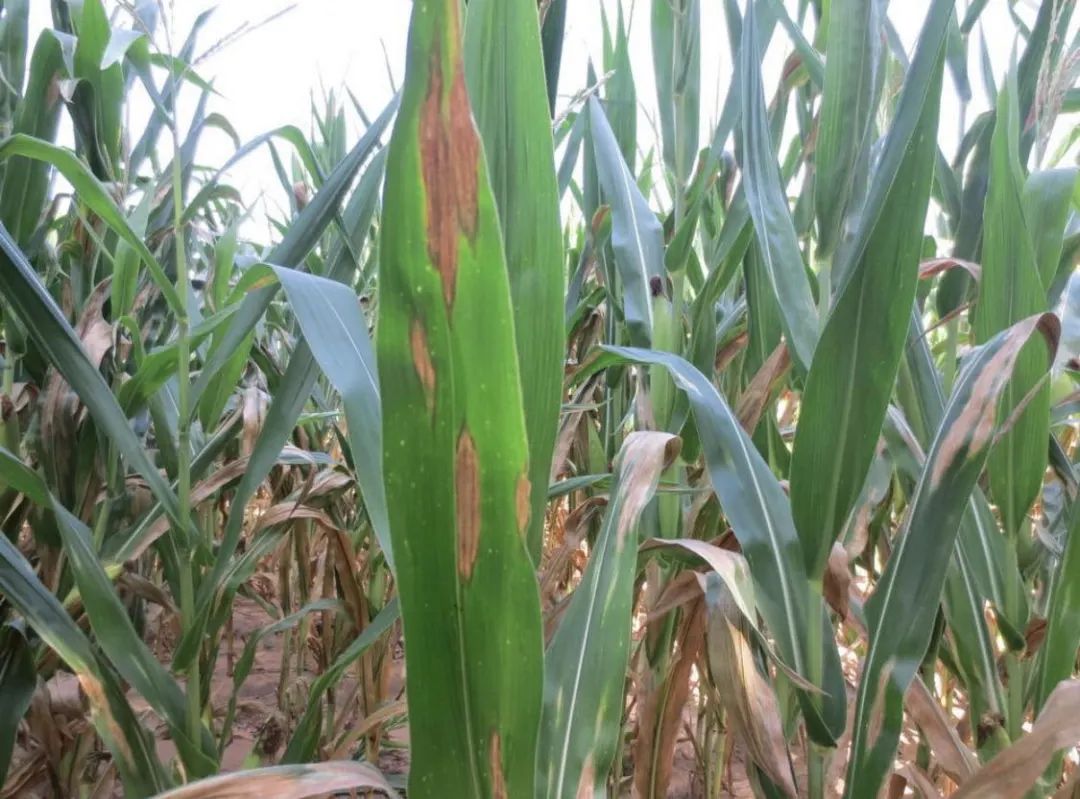玉米叶部常见病害合集高清图谱药剂推荐