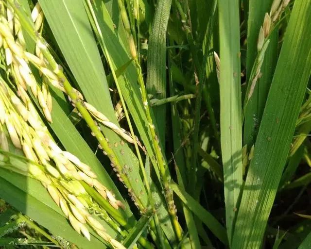 水稻后期稻飞虱严重记住几个小配方控制基数飞虱边打边落