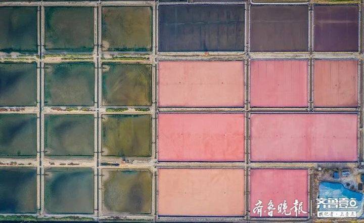 7月28日,在威海南海新区高岛盐场的盐田里,工人们正拉着特制的盐耙