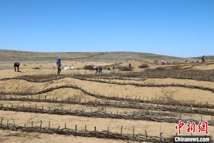 "高山柳沙障"见证四川阿坝草原沙化治理变迁|若尔盖