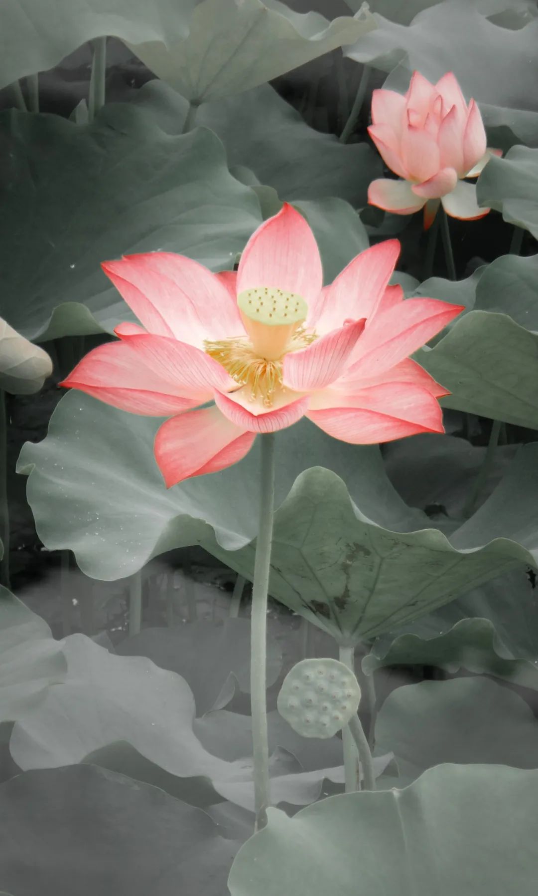 夏日荷花如何调色才能在朋友圈中脱颖而出