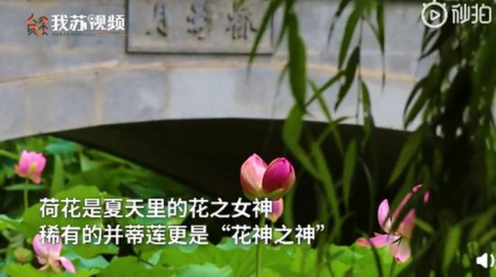 心疼！南京玄武湖并蒂莲被外地游客摘下来了