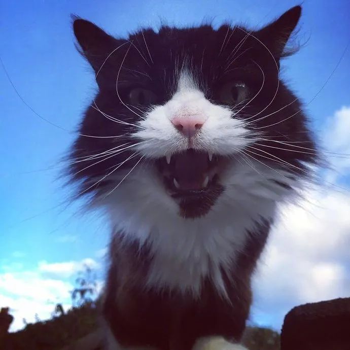 猫子咆哮看起来真的好凶啊感觉脑瓜子里嗡嗡的