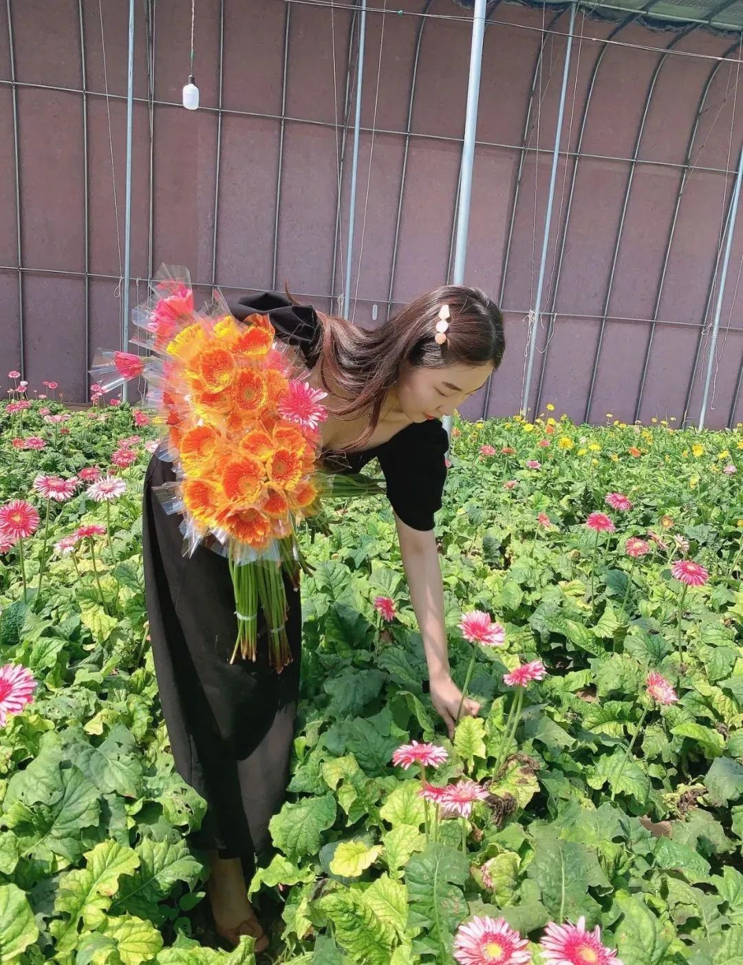 好客山东走进平阴一场东方玫瑰花乡与清凉泉水之约