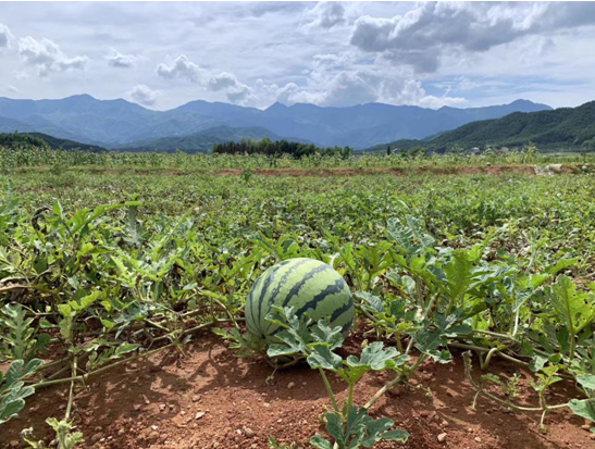大竹镇乡村旅游再添新乐趣,洋坑本地西瓜让你甜蜜整个夏天!