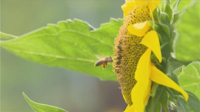 45秒丨潍坊青州市：万株向日葵绽放 花海醉游人