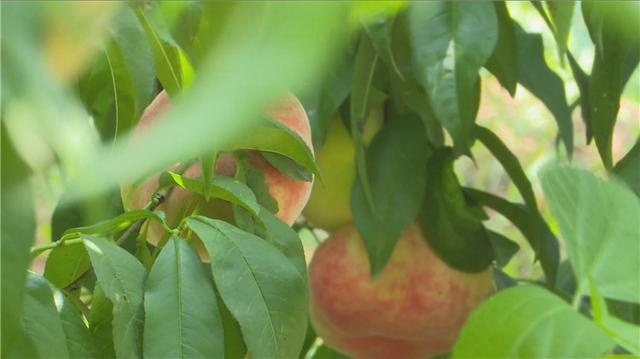 45秒丨潍坊青州市：蟠桃采摘正当时 果农笑开颜