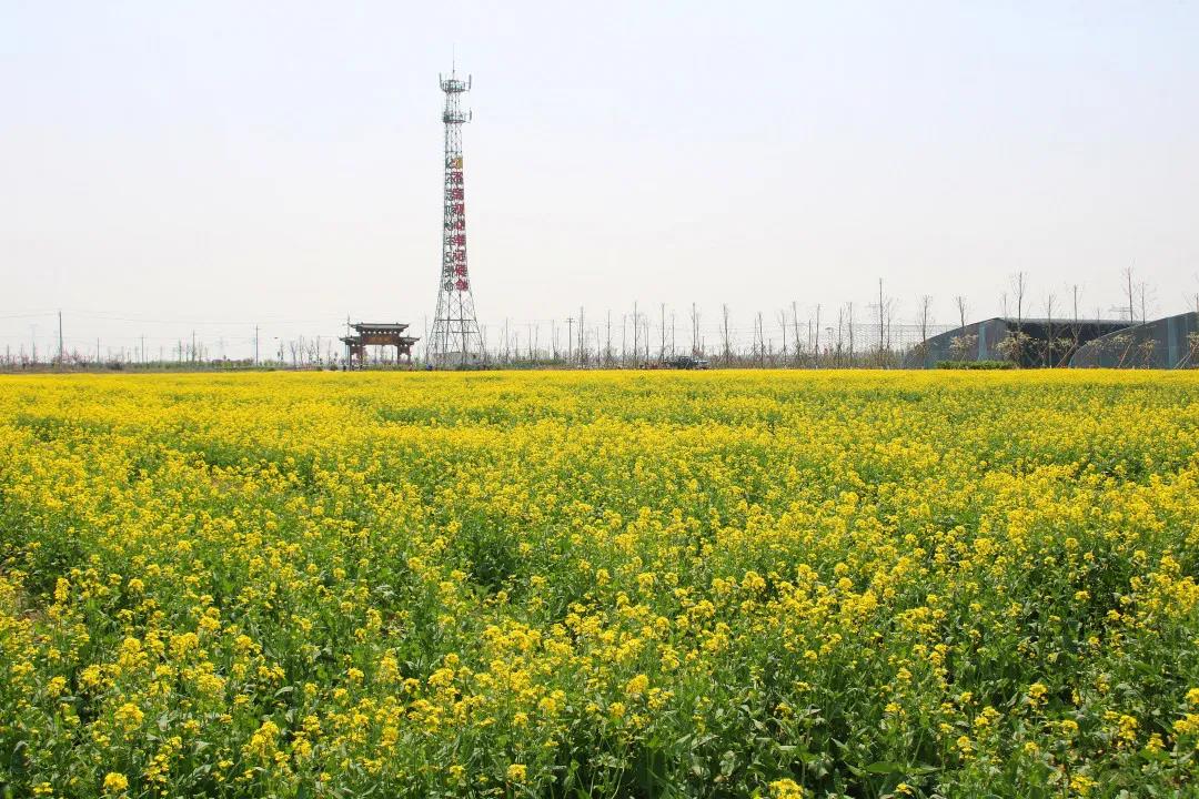 博兴县吕艺镇:打好"农创"发展"组合拳" 高质量推进特色小镇建设