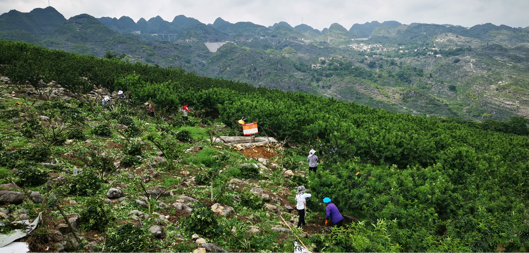 关岭县花江镇坝山村的花椒种植基地,椒农们正在采收花椒.