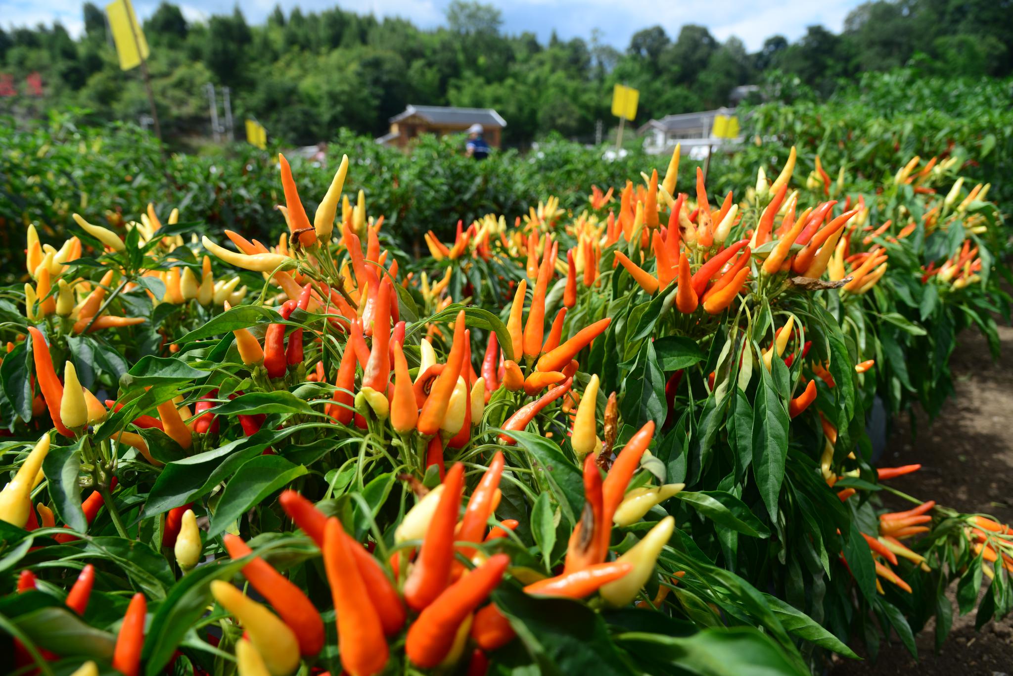 贵州省遵义市新蒲新区的辣椒基地.新蒲新区宣传部供图