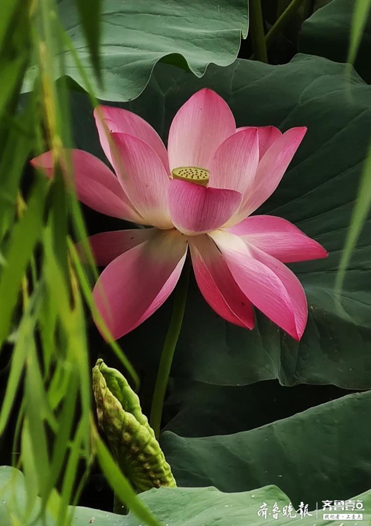 七月荷塘三伏柳花香浓郁绿色稠