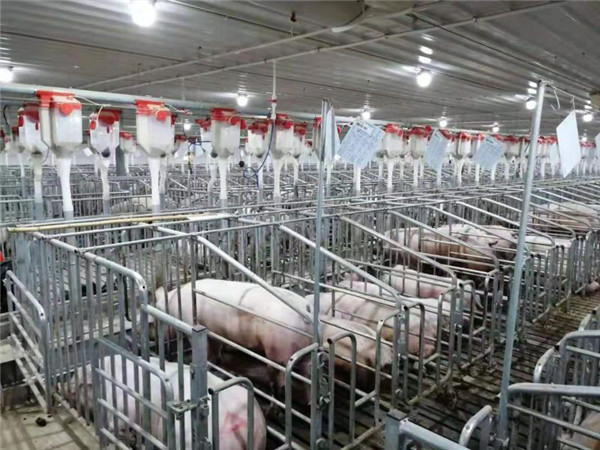 定远县是国家瘦肉型猪生产基地,"定远猪"品牌闻名全国,生猪养殖也始终