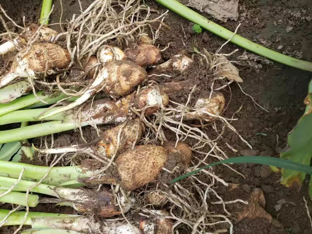 正在直播我在潍坊牛奶小芋头和红芽嫩姜种植地正在直播需要您的爱心