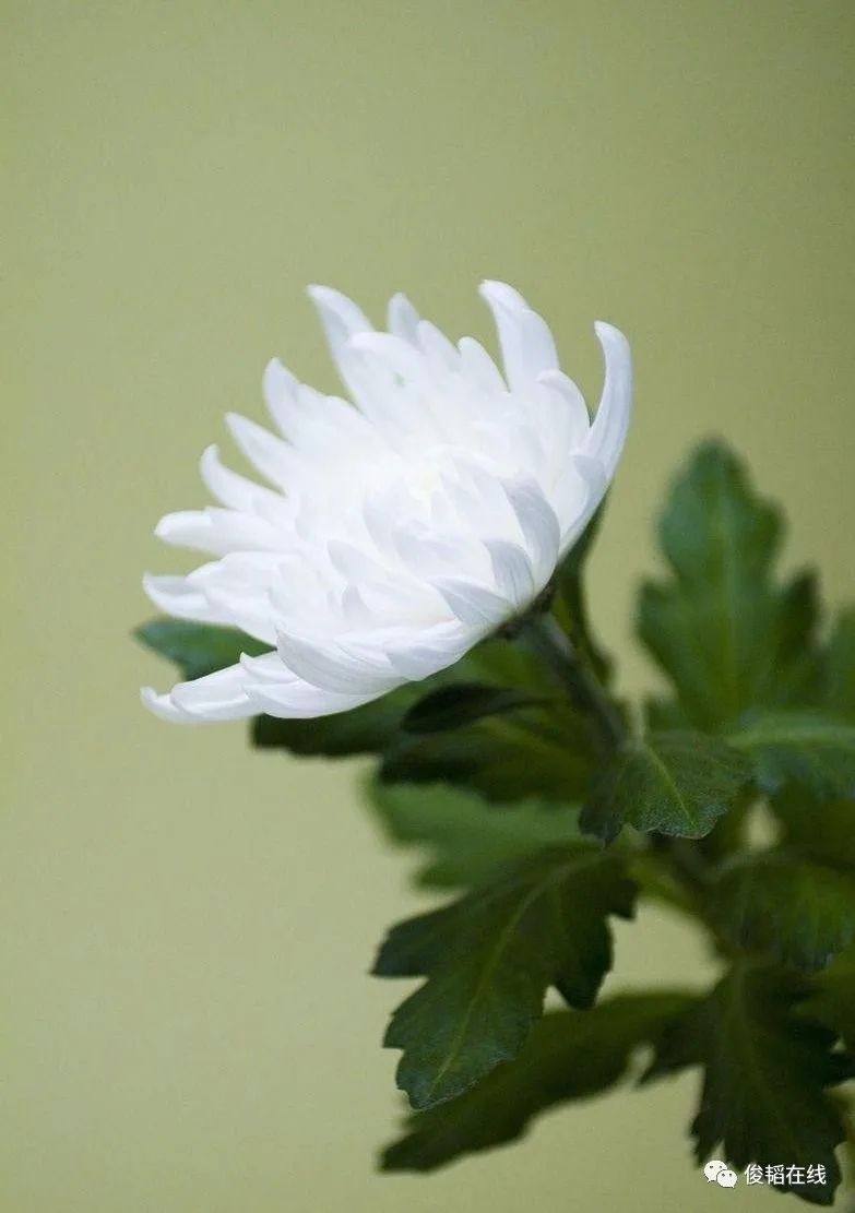 【至爱亲情】何传勇or 悼念我亲爱的奶奶