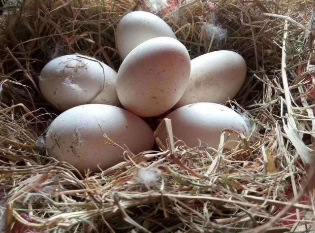 莱州这里的大鹅产蛋了朱马王家村德发园蛋鹅散养基地进入鹅蛋销售季