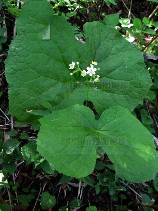 山荷叶见过吗内服用于跌打损伤风湿筋骨痛外治毒蛇咬伤