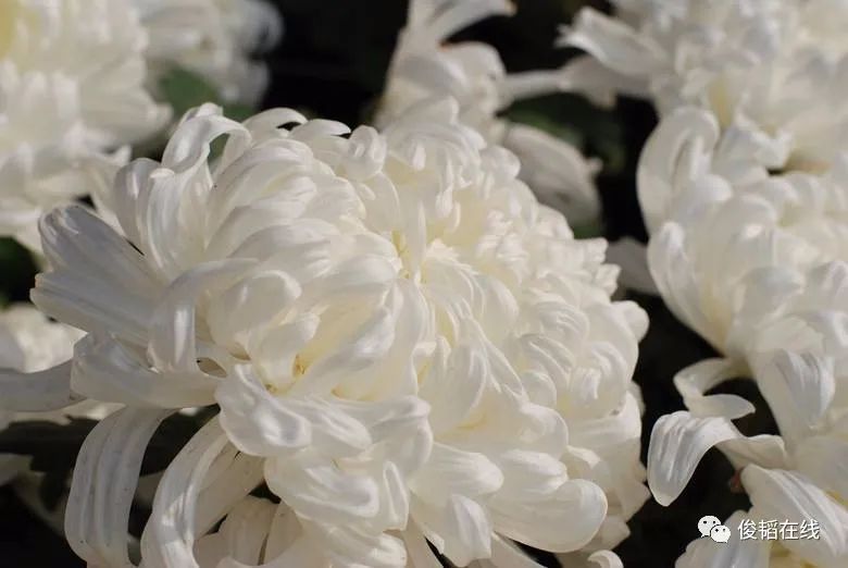 【至爱亲情】何传勇or 悼念我亲爱的奶奶