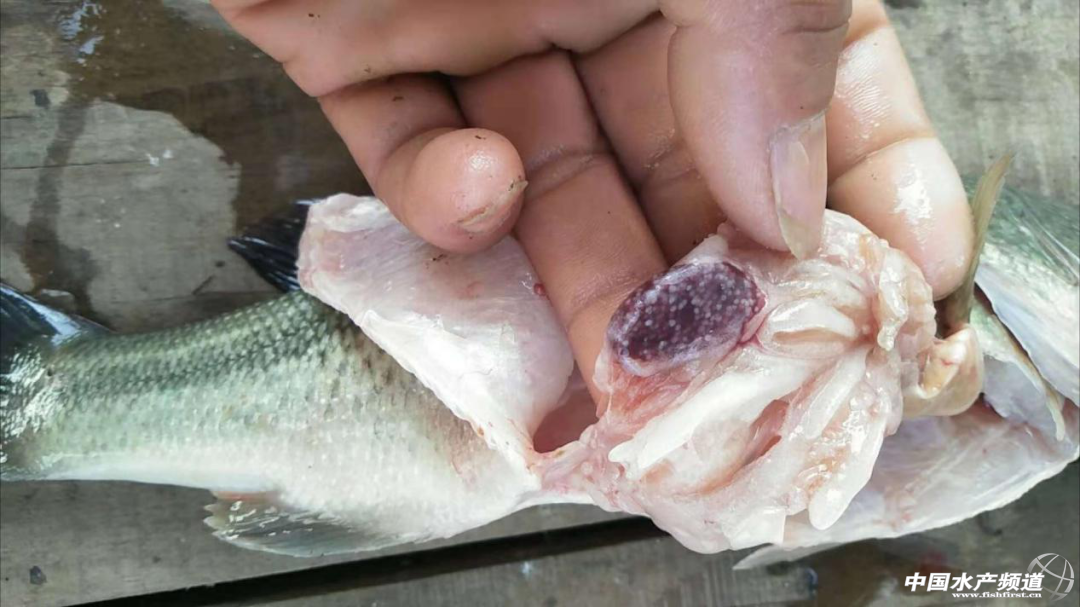 加州鲈塘头价高涨,但须警惕诺卡氏