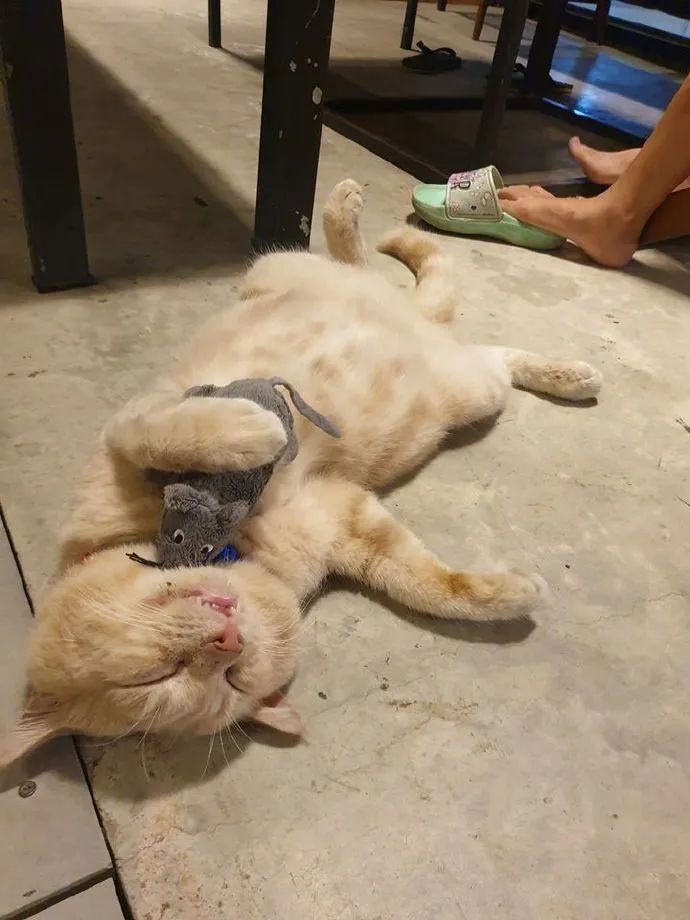 别人在饭桌吃饭,这猫却抱着老鼠玩具在边上,睡得好香!