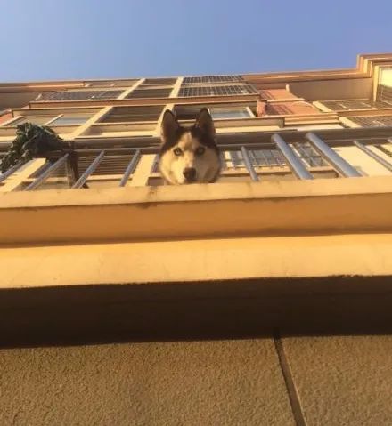 网友回家发现二哈在楼上等自己,可下一秒狗子的举动,她崩溃了!