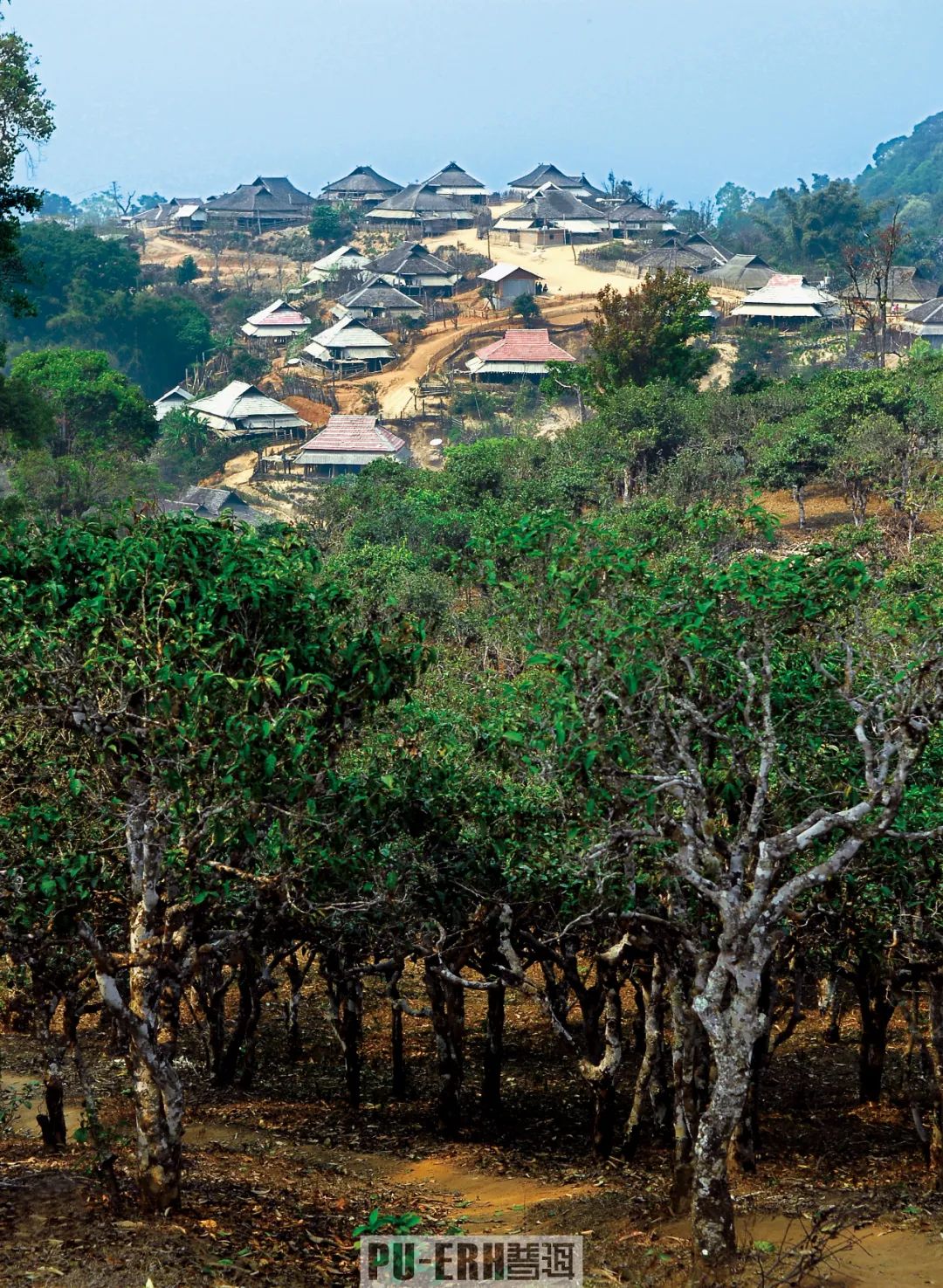 普洱茶原产地仓储有些什么优势呢?