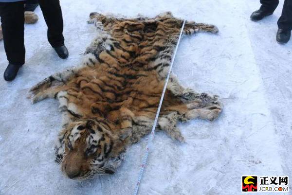 铺设电网捕杀东北虎盗猎团伙猎杀30余只野生动物被捕