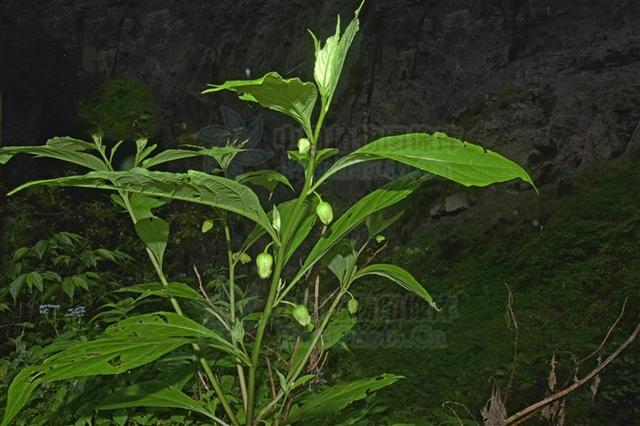 三分三,见过吗?剧毒!能麻醉镇痛,祛风除湿