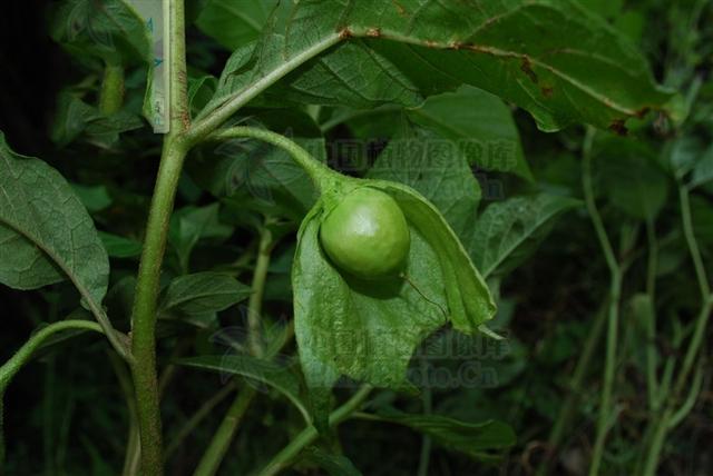 别名大搜山虎,山野烟,野烟.分布于云南西北部,西藏,四川.