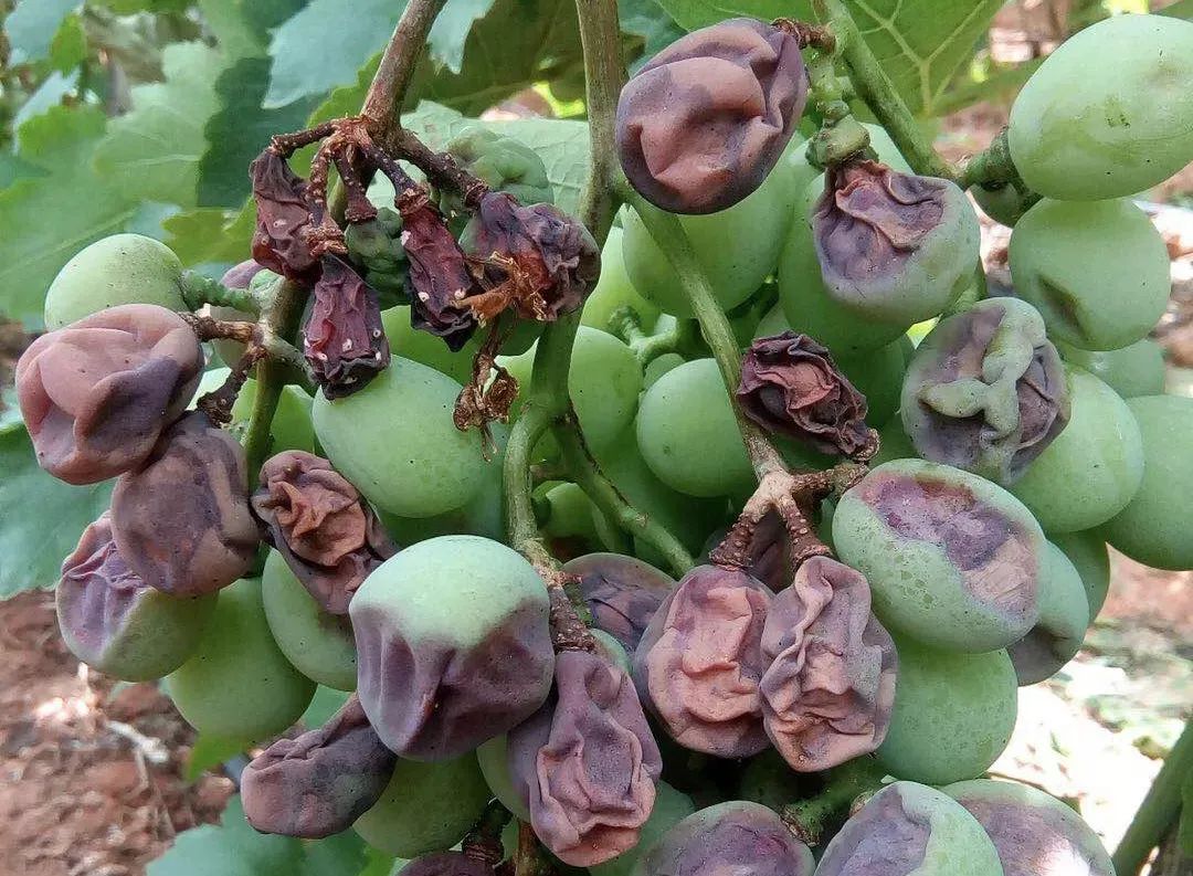 葡萄白腐病高峰期已至不可不防