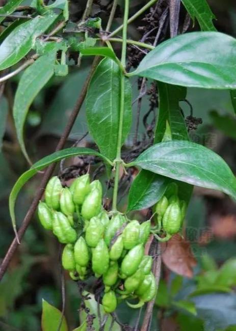 断肠草见过吗外用治皮肤湿疹体癣脚癣