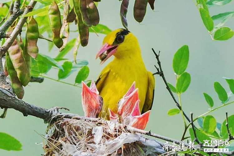 育雏中的黄鹂鸟,把美味放入嗷嗷待哺的小嘴中